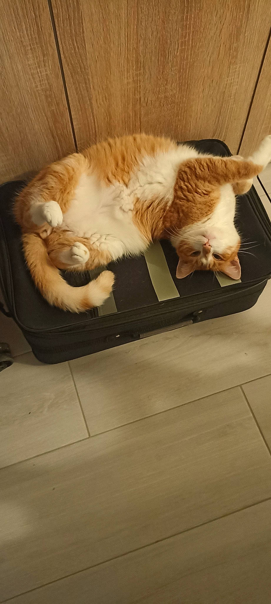 Gribouille