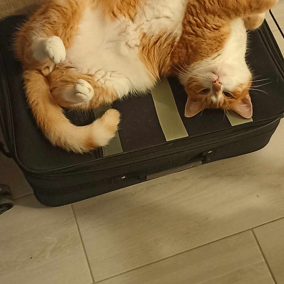 Gribouille