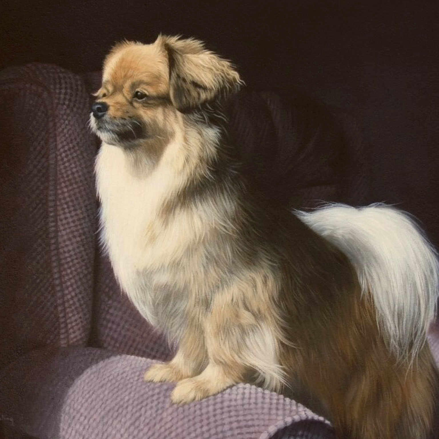 Kitsi is registered to the contest to win money with this photo: ancient_dog_breeds, canidae, carnivore, companion_dog, dog, dog_breed, fawn, mammal, pekingese, puppy, rare_breed_dog, sporting_group, tibetan_spaniel, toy_dog, vertebrate