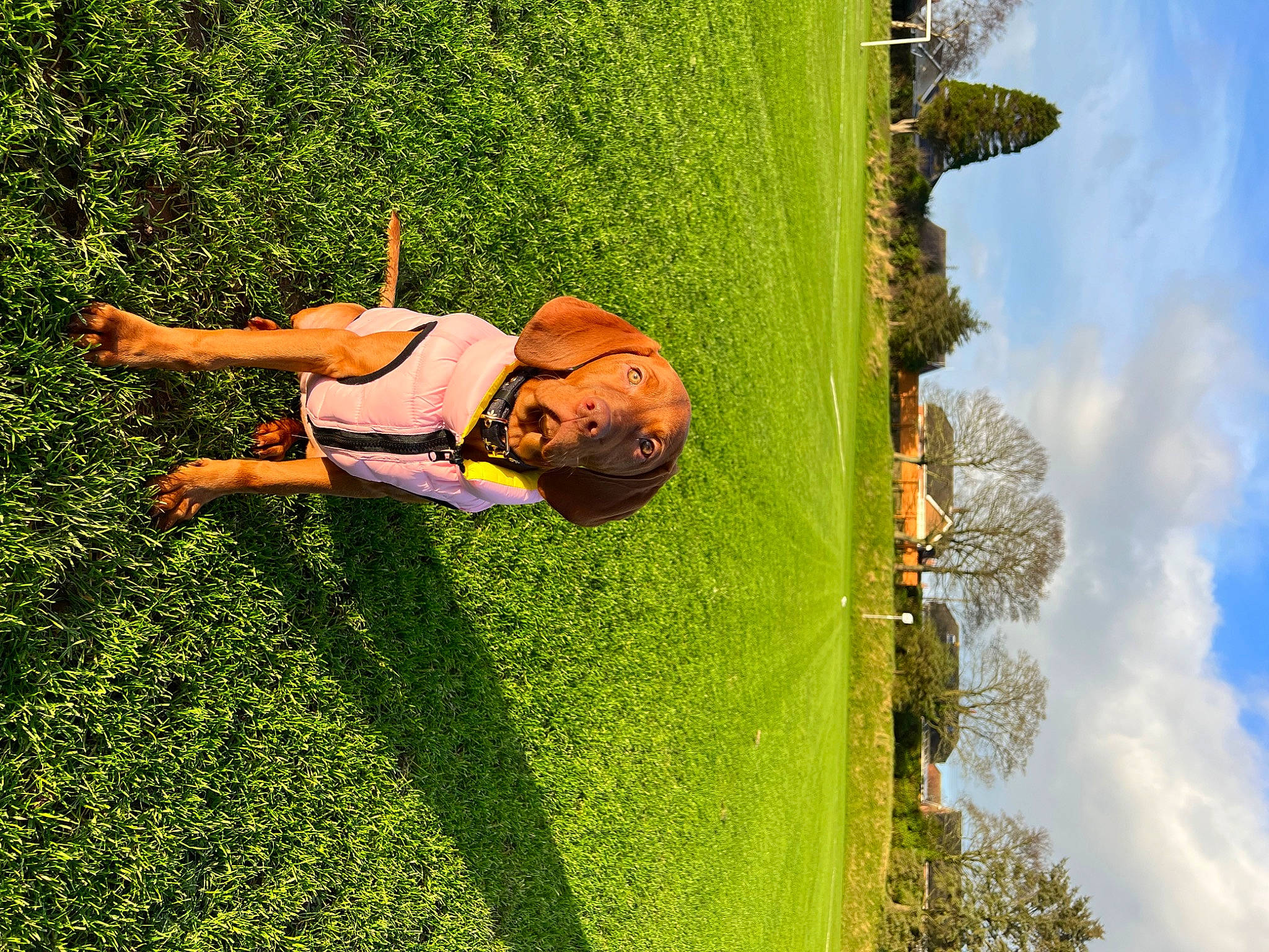 Nala is registered to the contest to win money with this photo: adventure, cloud, extreme_sport, fun, grass, grassland, green, happy, landscape, lawn, leisure, line, nature, people_in_nature, plant, recreation, shrub, sky, tree, vegetation