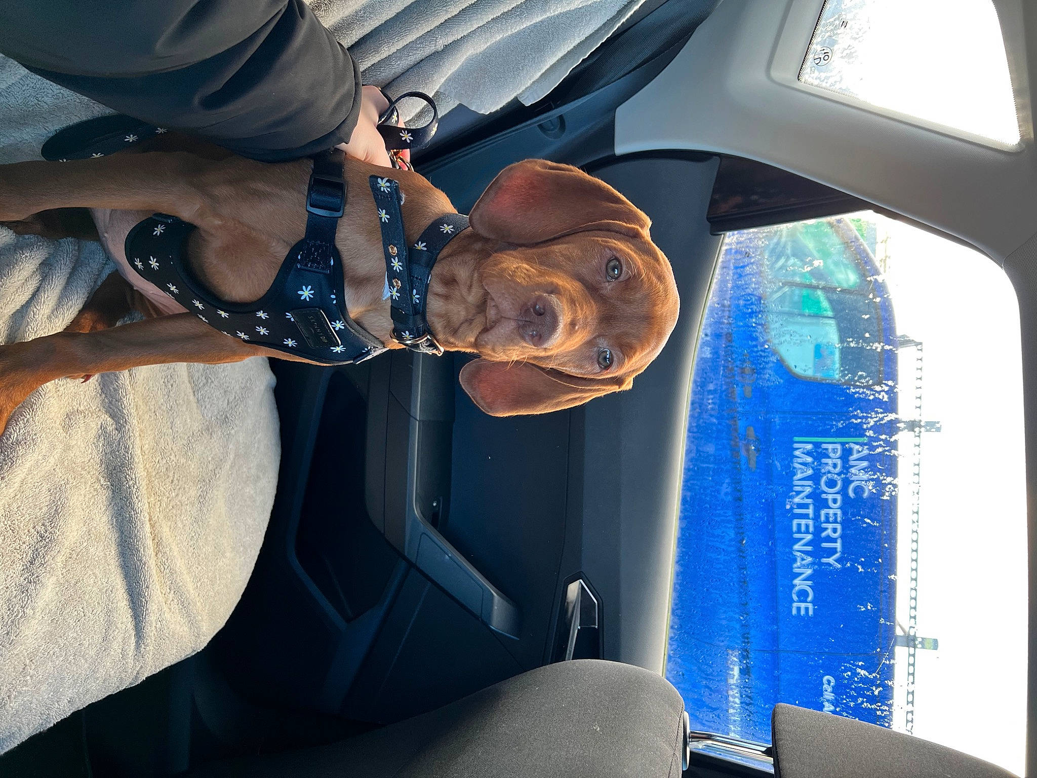 Nala joined the competition — help win amazing prizes! air_travel, auto_part, automotive_design, automotive_exterior, automotive_lighting, automotive_wheel_system, automotive_window_part, elbow, electric_blue, gesture, hat, hood, motor_vehicle, steering_wheel, sunglasses, vehicle, vehicle_door, window, windshield, wrist