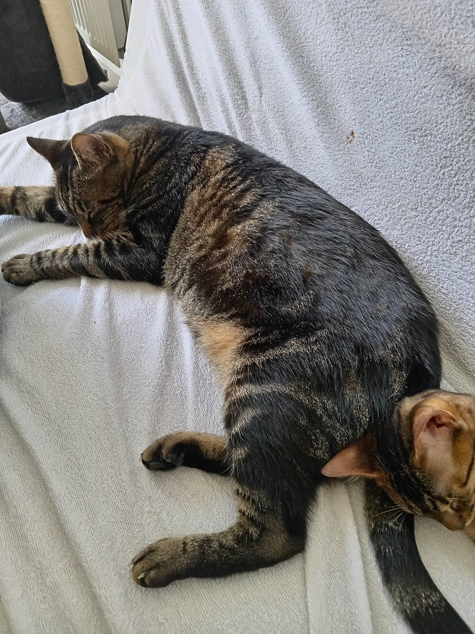 Croquette a rejoint le concours — aidez-le/la à gagner de superbes lots ! canidae, carnivore, cat, claw, comfort, dog_breed, domestic_short_haired_cat, felidae, fur, nap, paw, sleep, small_to_medium_sized_cats, sporting_group, tail, terrestrial_animal, whiskers