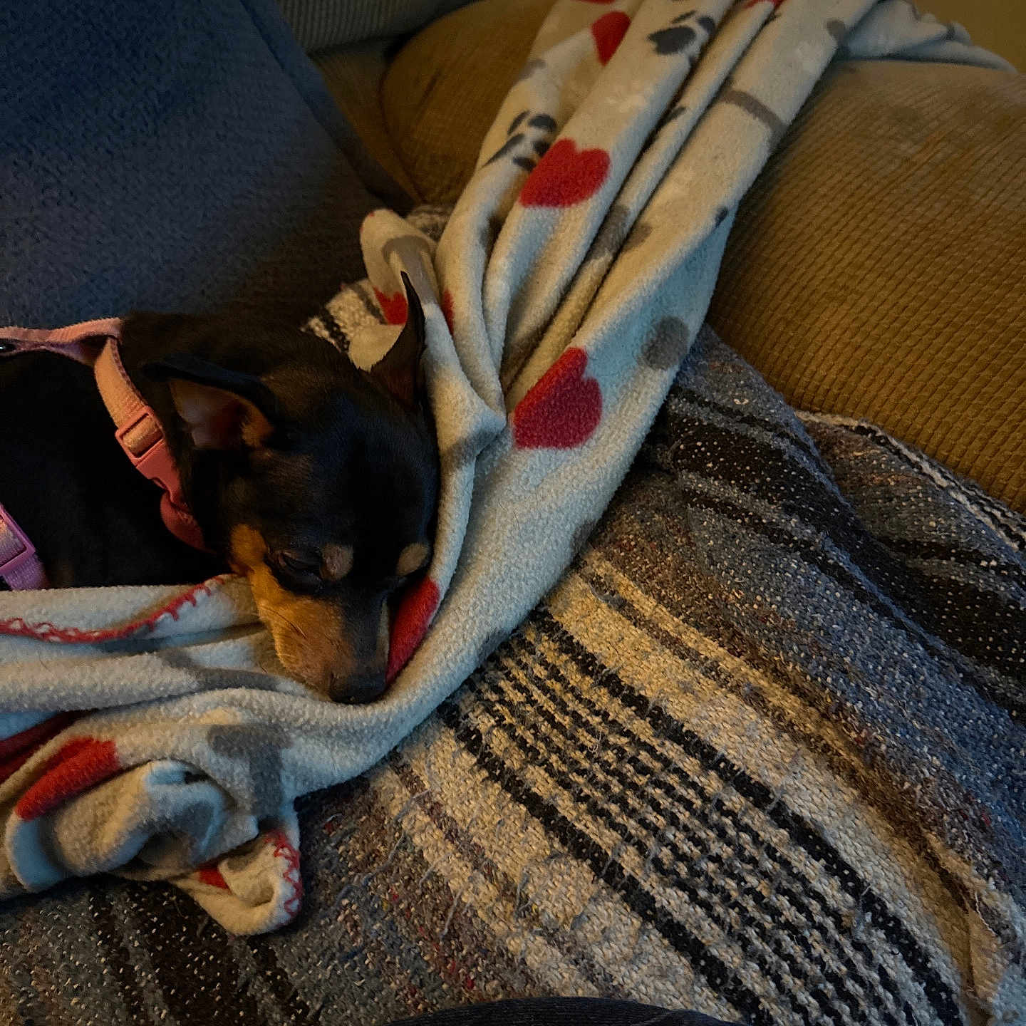 Mia joined the competition — help win amazing prizes! animal, blanket, comfort, couch, cozy, dog, domestic, fur, heart_pattern, home, indoor, pet, pink_collar, relaxation, resting, sleeping, small_dog, snug, textile, warm_lighting