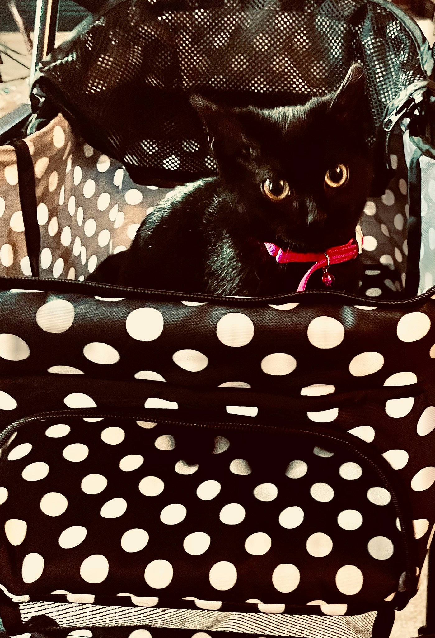 Dahlia joined the competition — help win amazing prizes! bag, basket, black, cat, circle, fashion_accessory, felidae, hat, linens, magenta, mesh, pattern, polka_dot, rectangle, small_to_medium_sized_cats, textile, tints_and_shades, visual_arts, whiskers, white