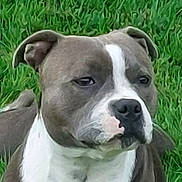 Tess a rejoint le concours — aidez-le/la à gagner de superbes lots ! dog, pit_bull, gray_and_white, short_hair, outdoor, grass, portrait, close_up, face, eyes, nose, ears, sitting, pet, animal, canine, white_chest, serious_expression, smartphone_screen, photo_gallery