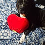 dog, black_dog, white_paw, bedspread, patterned_bedspread, blue_and_white, heart_pillow, red_pillow, cuddling, pet, indoor, resting, animal, cute, cozy, lying_down, comfort, domestic_animal, sleepy, companion