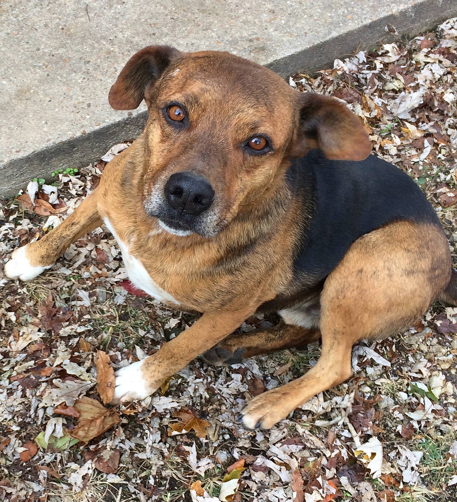 Joe is registered to the contest to win money with this photo: canidae, carnivore, companion_dog, dog, dog_breed, dogo_sardesco, eye, fawn, snout, soil, sporting_group, street_dog, terrestrial_animal, treeing_tennessee_brindle, working_animal, working_dog, working_terrier