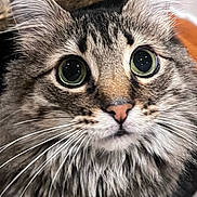 Jethro is registered to the contest to win money with this photo: animal, cat, close_up, curious, cute, domestic_cat, ears, face, feline, fluffy, fur, green_eyes, indoor, looking_up, mammal, pet, portrait, soft, tabby, whiskers