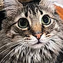 animal, cat, close_up, curious, cute, domestic_cat, ears, face, feline, fluffy, fur, green_eyes, indoor, looking_up, mammal, pet, portrait, soft, tabby, whiskers