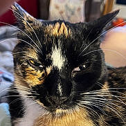 Freya is registered to the contest to win money with this photo: animal, background, black, calico, cat, chair, close_up, cozy, ears, expression, face, feline, fur, household, indoor, orange, pet, soft_light, whiskers, white