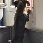 Alf a rejoint le concours — aidez-le/la à gagner de superbes lots ! dog, puppy, standing, hind_legs, floppy_ears, fur, brown_fur, black_fur, paw, window, indoors, backlit, sunlight, home, wall, kitchen, portrait, silhouette, curious, cute