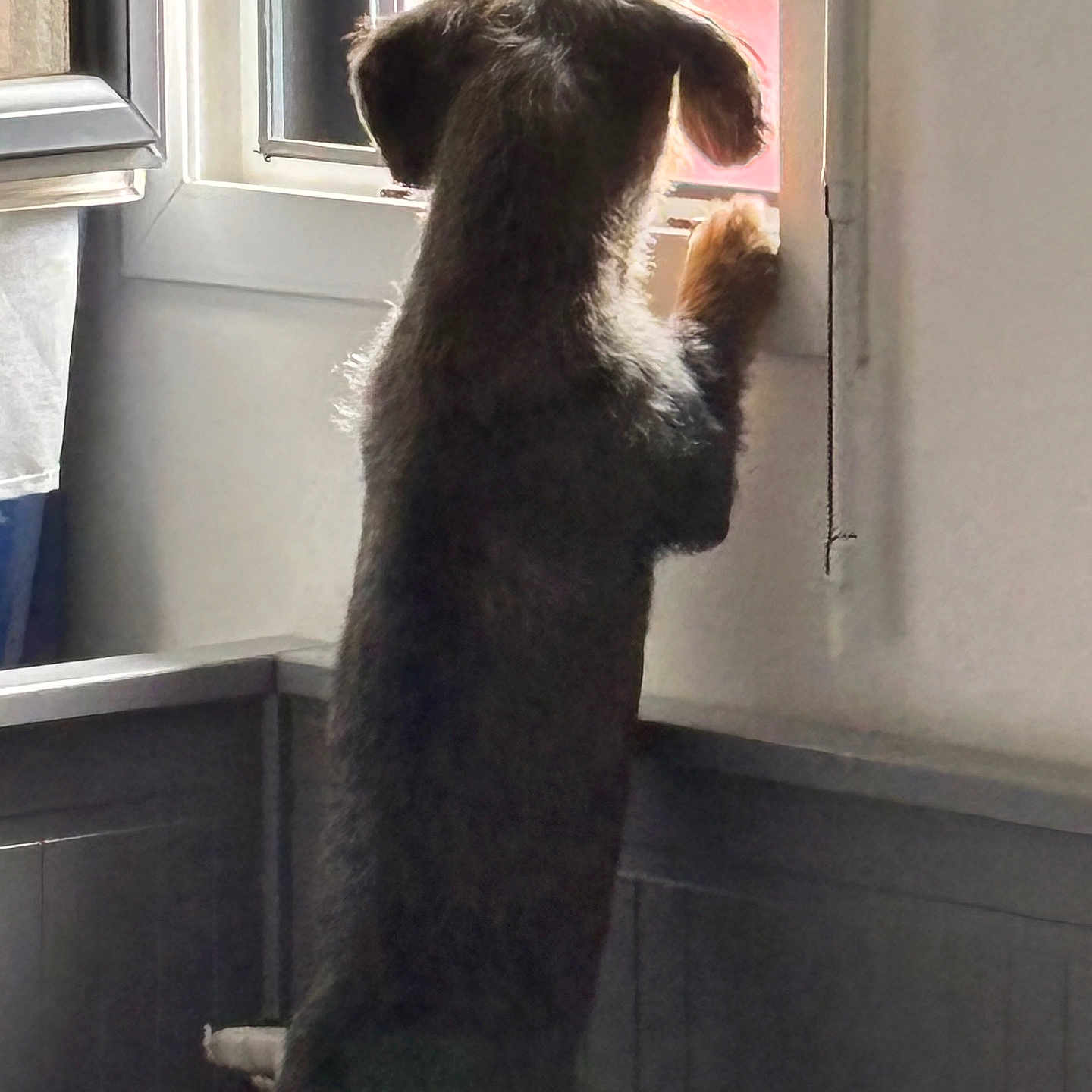 Alf