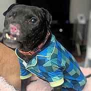 Bait Dog Marcus is registered to the contest to win money with this photo: dog, black_dog, pet, canine, clothing, jumpsuit, colorful, geometric_pattern, collar, indoor, portrait, close_up, sitting, blanket, home, living_room, television, blurred_background, fashionable, cute