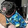 Bait Dog Marcus