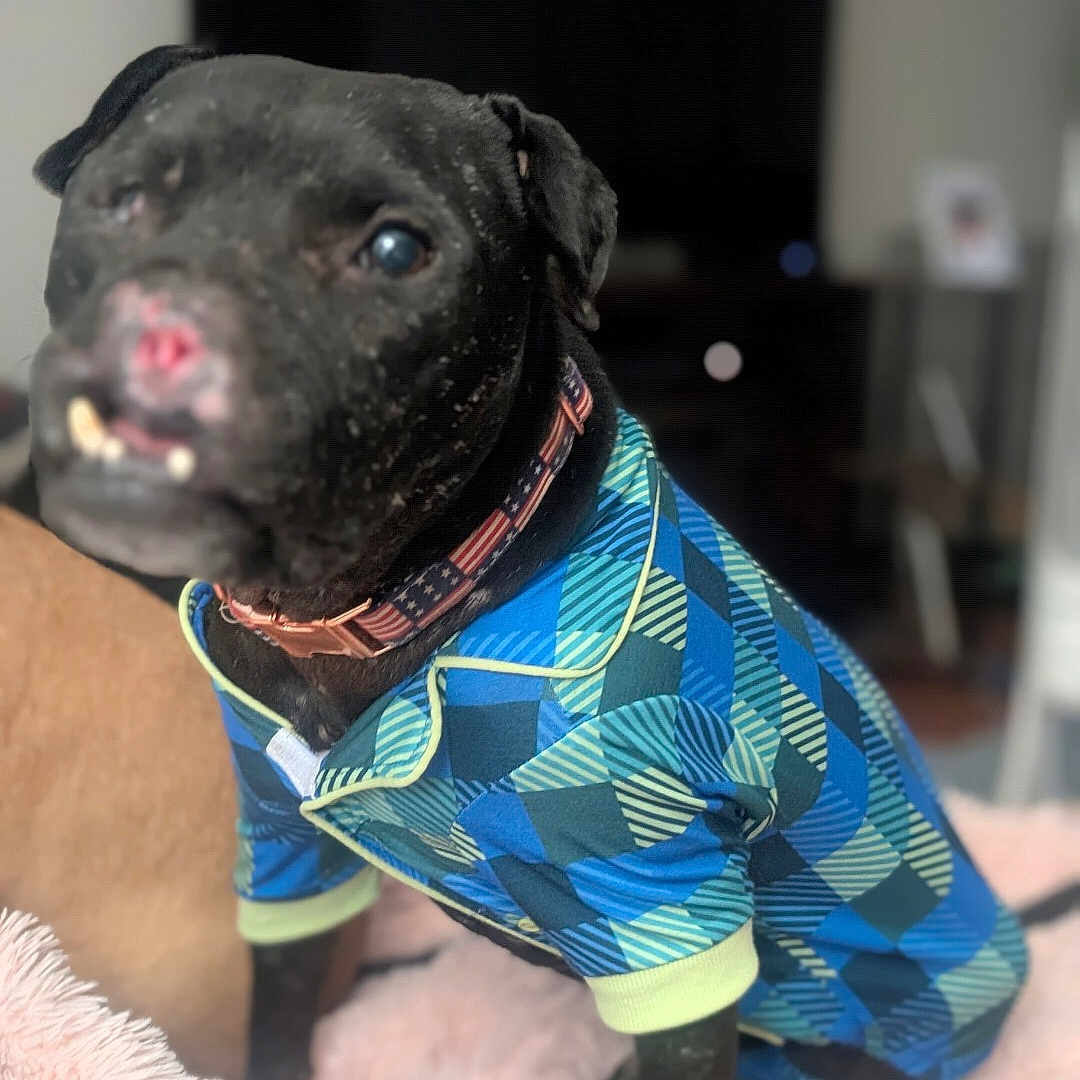 Bait Dog Marcus is registered to the contest to win money with this photo: dog, black_dog, pet, canine, clothing, jumpsuit, colorful, geometric_pattern, collar, indoor, portrait, close_up, sitting, blanket, home, living_room, television, blurred_background, fashionable, cute