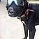 Bait Dog Marcus