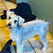 Remi joined the competition — help win amazing prizes! dog, miniature_schnauzer, pet, fur, tile_floor, slipper, laundry_pile, indoor, looking_up, groomed, ears, tail, paw, standing, brown_door, wall, curious, black_clothing, closeup, companion
