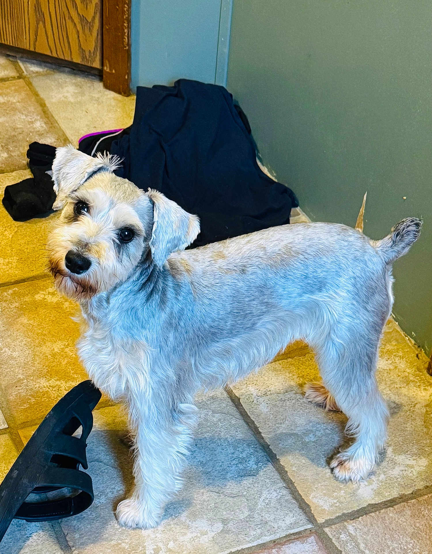 Remi joined the competition — help win amazing prizes! dog, miniature_schnauzer, pet, fur, tile_floor, slipper, laundry_pile, indoor, looking_up, groomed, ears, tail, paw, standing, brown_door, wall, curious, black_clothing, closeup, companion