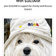 Baby J is registered to the contest to win money with this photo: animal, canine, closeup, competition, cute, dog, fluffy, fur, happy, hat, outdoor, pacman, pet, pet_competition, playful, portrait, smiling, summer, tongue_out, white_dog