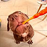 animal, brown_dog, chair, chewing, close_up, cute, dog, floor, funny_face, home, indoor, looking_up, orange_object, paw, pet, playful, snout, tile_floor, tissue_box, tongue