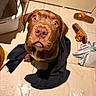 Baïko a rejoint le concours — aidez-le/la à gagner de superbes lots ! animal, black_cloth, brown_dog, close_up, curious, cute, dog, domestic, expression, floor, floor_tile, household, indoors, looking_up, mop, pet, puppy, shadow, slippers, tile_floor