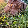 Baïko a rejoint le concours — aidez-le/la à gagner de superbes lots ! animal, close_up, cute, daylight, dog, ears, eye_contact, field, grass, greenery, muzzle, nature, outdoor, pet, playful, puppy, summer, sunflare, sunlight, young_dog