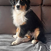 Vasko a rejoint le concours — aidez-le/la à gagner de superbes lots ! dog, puppy, couch, blanket, fur, tricolor, pet, indoor, sitting, leather, cozy, cute, animal, canine, young_dog, portrait, home, furry, relaxed, sunlight