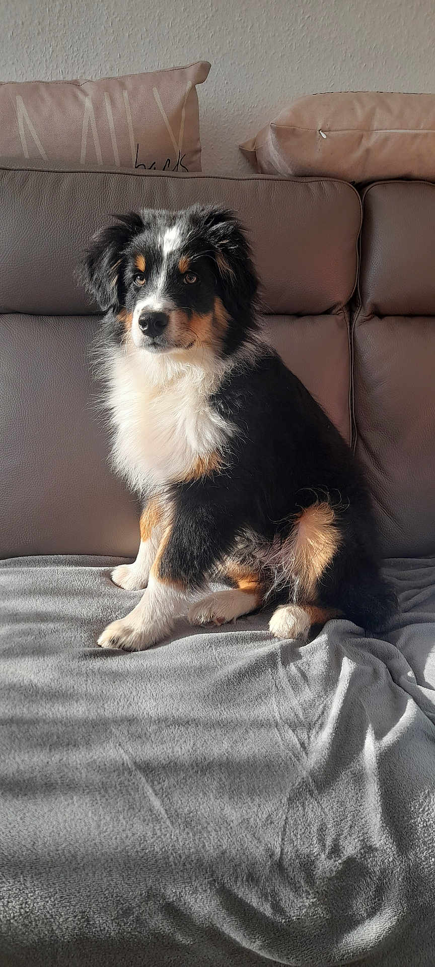 Vasko a rejoint le concours — aidez-le/la à gagner de superbes lots ! dog, puppy, couch, blanket, fur, tricolor, pet, indoor, sitting, leather, cozy, cute, animal, canine, young_dog, portrait, home, furry, relaxed, sunlight