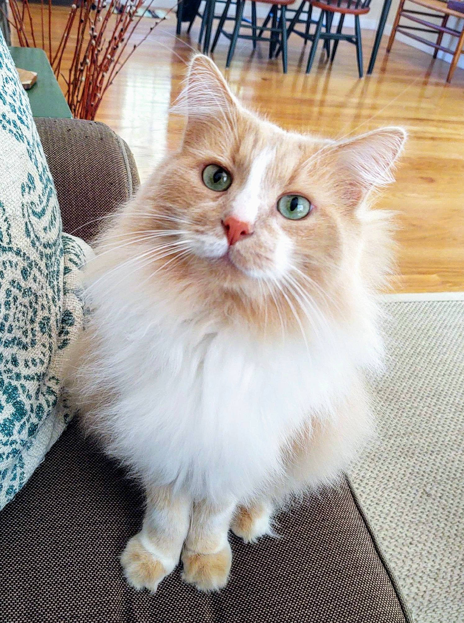 Carson joined the competition — help win amazing prizes! british_longhair, carnivore, cat, chair, claw, eye, fawn, felidae, flooring, fur, hair, hardwood, iris, paw, small_to_medium_sized_cats, snout, tail, whiskers, window, wood