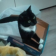 Mj. is registered to the contest to win money with this photo: animal, black_and_white, box, cardboard, cat, container, cozy, curious, domestic, door, feline, floor, household, indoor, paper, paws, pet, playful, relaxed, whiskers