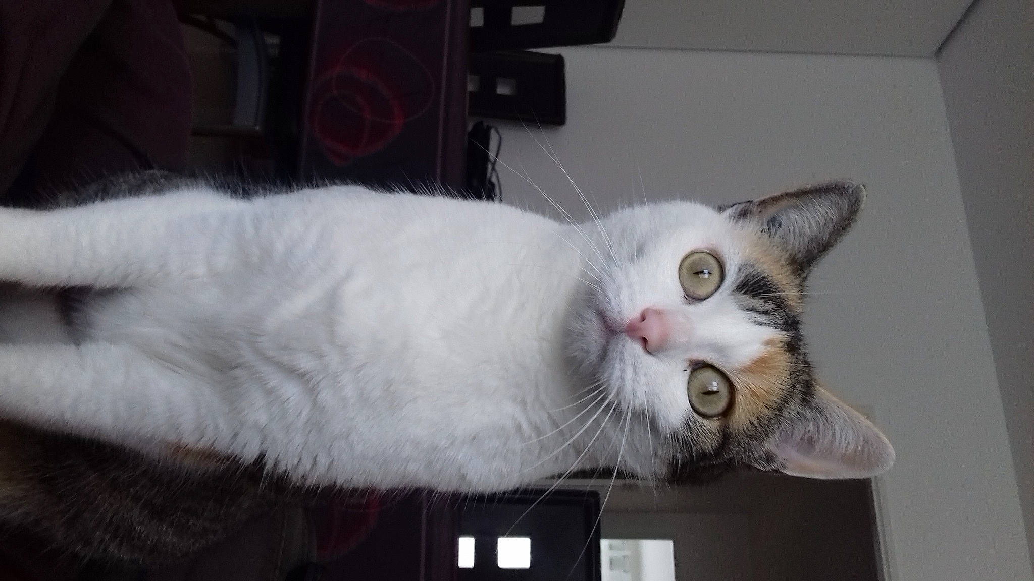 Harley a rejoint le concours — aidez-le/la à gagner de superbes lots ! carnivore, cat, domestic_short_haired_cat, felidae, fur, paw, small_to_medium_sized_cats, snout, tail, whiskers