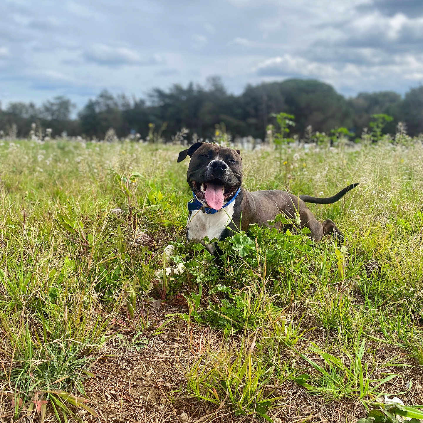 Taïko participe au concours pour gagner de l'argent avec cette photo : animal, canine, clouds, collar, daytime, dog, field, grass, greenery, happy, mammal, nature, outdoor, pet, playful, relaxed, sky, summer, tongue_out, trees