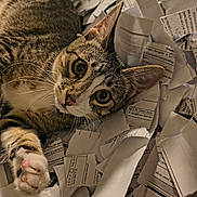 Margo is registered to the contest to win money with this photo: cat, tabby, pet, animal, curious, paw, whiskers, fur, ears, eyes, paper, torn_paper, mess, close_up, indoor, cute, playful, relaxed, lying_down, mischievous