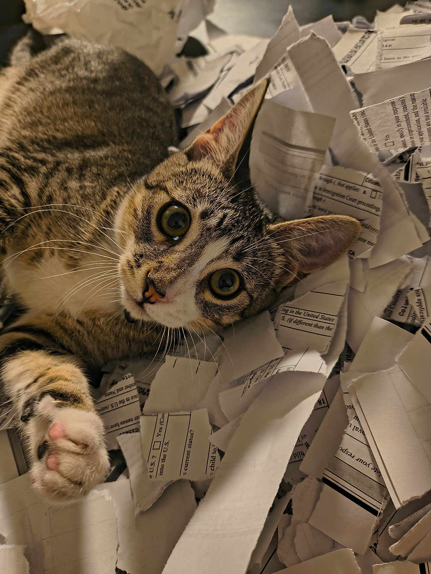 Margo is registered to the contest to win money with this photo: cat, tabby, pet, animal, curious, paw, whiskers, fur, ears, eyes, paper, torn_paper, mess, close_up, indoor, cute, playful, relaxed, lying_down, mischievous