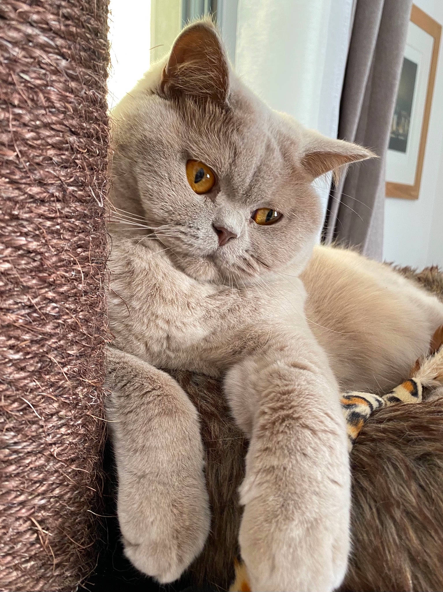 Harry participe au concours pour gagner de l'argent avec cette photo : carnivore, cat, claw, comfort, domestic_short_haired_cat, eye, fawn, felidae, fur, grey, paw, photo_caption, picture_frame, russian_blue, small_to_medium_sized_cats, snout, tail, terrestrial_animal, whiskers, window