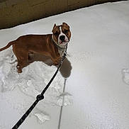 Tank joined the competition — help win amazing prizes! brown_and_white_dog, canine, cement_wall, chain_collar, companion, dog, footprints, leash, looking_at_camera, night, outdoor, paw_prints, pet, playful, portrait, shadow, snow, snowy_ground, spotlight, wall