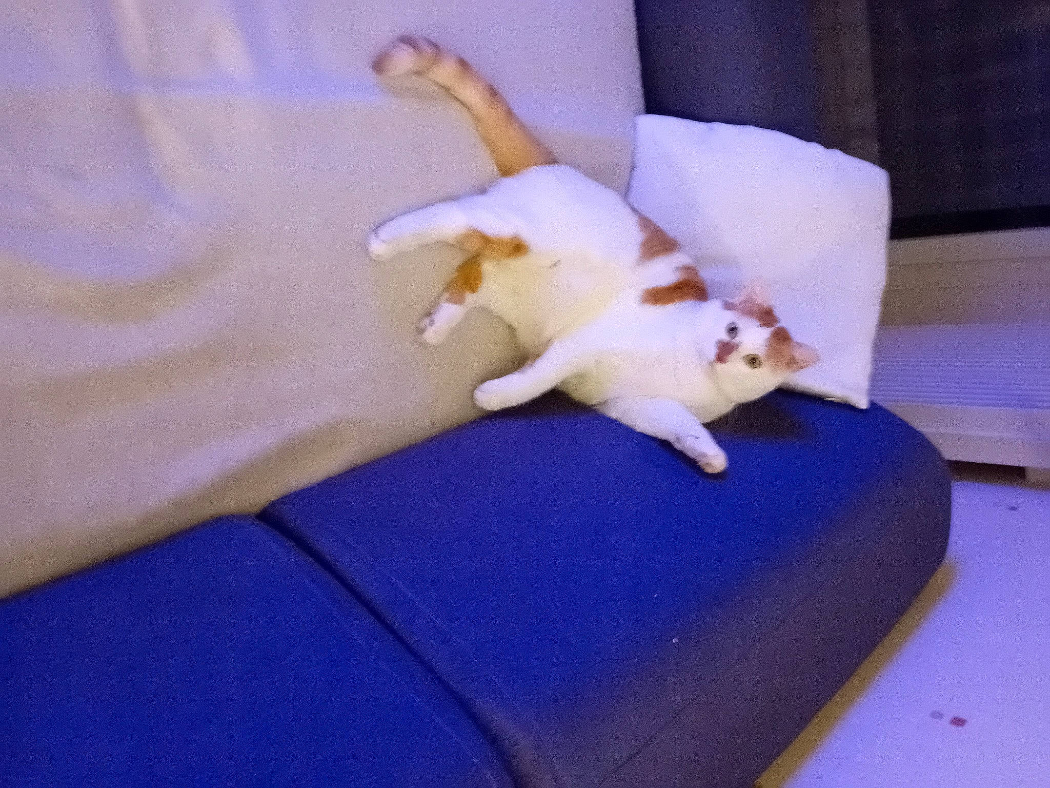 Salto a rejoint le concours — aidez-le/la à gagner de superbes lots ! bed, canidae, carnivore, comfort, companion_dog, couch, dog_breed, fawn, felidae, fur, hardwood, linens, small_to_medium_sized_cats, sporting_group, tail, toy, toy_dog, whiskers, wood, working_animal