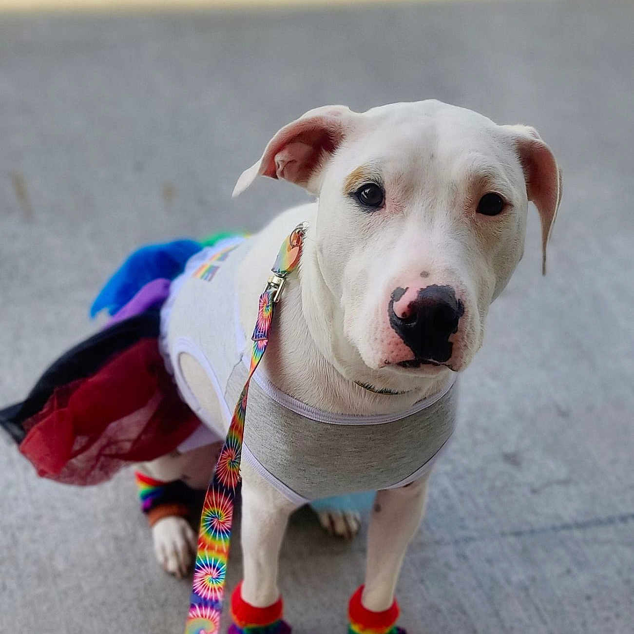 Pippa is registered to the contest to win money with this photo: accessories, animal, bulldog, canine, clothing, coat, costume, dog, hound, labradorretriever, leash, person, pet, pitbull, puppy, snout, strap, tape, walkingdog, whitedog