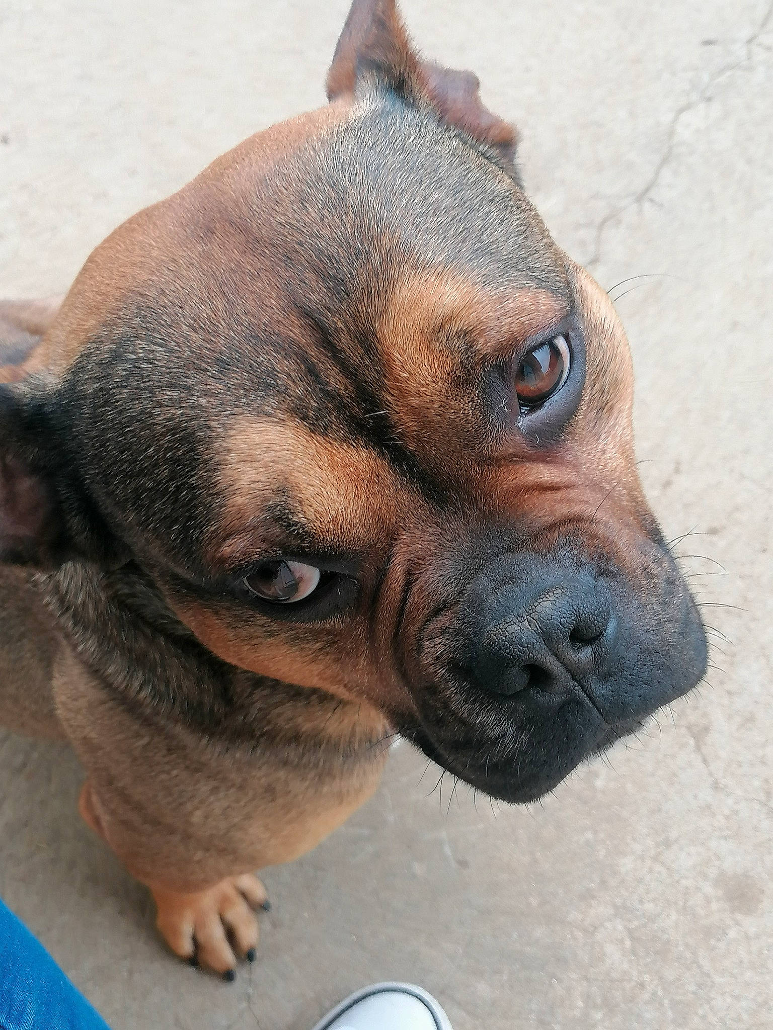 Marley a rejoint le concours — aidez-le/la à gagner de superbes lots ! canidae, carnivore, collar, companion_dog, dog, dog_breed, ear, fawn, fur, jaw, liver, paw, snout, sporting_group, terrestrial_animal, toy_dog, walking_shoe, whiskers, working_animal, wrinkle