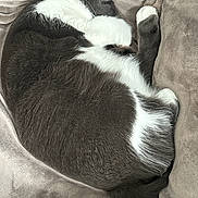 Kiki joined the competition — help win amazing prizes! animal, black, blanket, cat, cozy, curled_up, cute, fur, gray, indoor, mammal, paw, pet, relaxed, resting, sleeping, soft, tuxedo_cat, whiskers, white