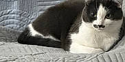 Kiki joined the competition — help win amazing prizes! animal, black_and_white, cat, comfort, cute, ears, feline, fur, home, indoor, lying_down, mammal, pattern, pet, quilt, relaxed, resting, sofa, texture, whiskers
