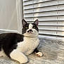 Kiki joined the competition — help win amazing prizes! alert_eyes, animal_portrait, black_and_white, cat, close_up, curious, cute, domestic_animal, feline, fur, home_interior, indoor, laying_down, mustache_marking, paw, pet, relaxed, striped_surface, whiskers, window_blinds