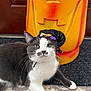 animal, carpet, cat, costume, cute, decoration, door, face, feline, funny, gray_and_white, green_eyes, halloween, holiday, indoor, pet, playful, pumpkin, whiskers, witch_hat