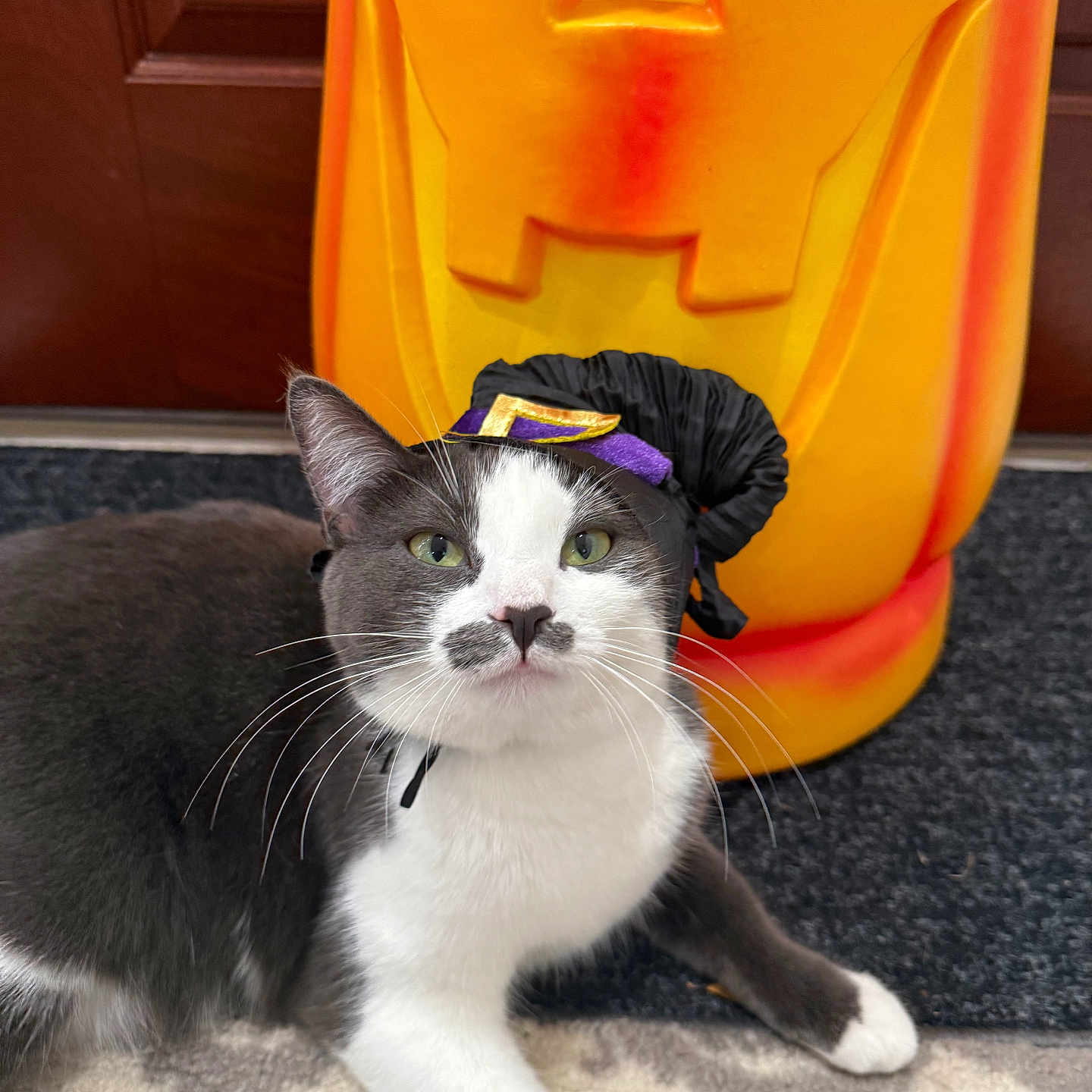 Kiki joined the competition — help win amazing prizes! animal, carpet, cat, costume, cute, decoration, door, face, feline, funny, gray_and_white, green_eyes, halloween, holiday, indoor, pet, playful, pumpkin, whiskers, witch_hat