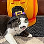 Kiki joined the competition — help win amazing prizes! animal, black_and_white_cat, carpet, cat, costume, cute, decor, door, face, fur, green_eyes, halloween, holiday, indoor, orange, pet, playful, pumpkin, whiskers, witch_hat