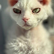 Diesel joined the competition — help win amazing prizes! animal, cat, close_up, curly_fur, cute, domestic_animal, expression, face, feline, focus, fur, green_eyes, indoor, mammal, pet, pink_nose, portrait, soft_light, whiskers, white_cat