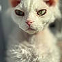 animal, cat, close_up, curly_fur, cute, domestic_animal, expression, face, feline, focus, fur, green_eyes, indoor, mammal, pet, pink_nose, portrait, soft_light, whiskers, white_cat