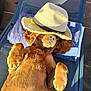 Baya participe au concours pour gagner de l'argent avec cette photo : animal, canine, cute, dog, fur, golden_retriever, hat, lounge_chair, lying_down, nap, outdoor, paws, pet, relaxed, resting, shade, straw_hat, summer, sunlight, towel