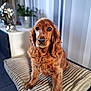 Baya a rejoint le concours — aidez-le/la à gagner de superbes lots ! animal, blurred_background, brown_fur, cocker_spaniel, cozy, curly_fur, cushion, cute, decor, dog, domestic, fur_texture, indoor, looking_at_camera, pet, plant, portrait, sitting, striped, table