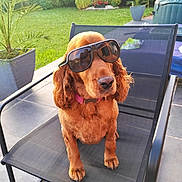Baya a rejoint le concours — aidez-le/la à gagner de superbes lots ! brown_dog, canine, chair, collar, dog, funny, furniture, garden, greenery, leisure, outdoor, pavement, pet, plant_pot, portrait, reflection, relaxing, summer, sunglasses, sunlight